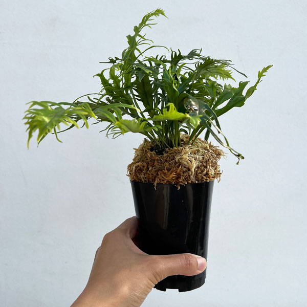 シダ：ノキシノブ　多度雲龍　3号ポット