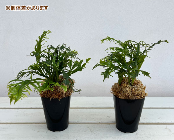 シダ：ノキシノブ　多度雲龍　3号ポット