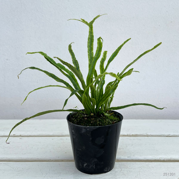 シダ：ノキシノブ　彗星　3号ポット