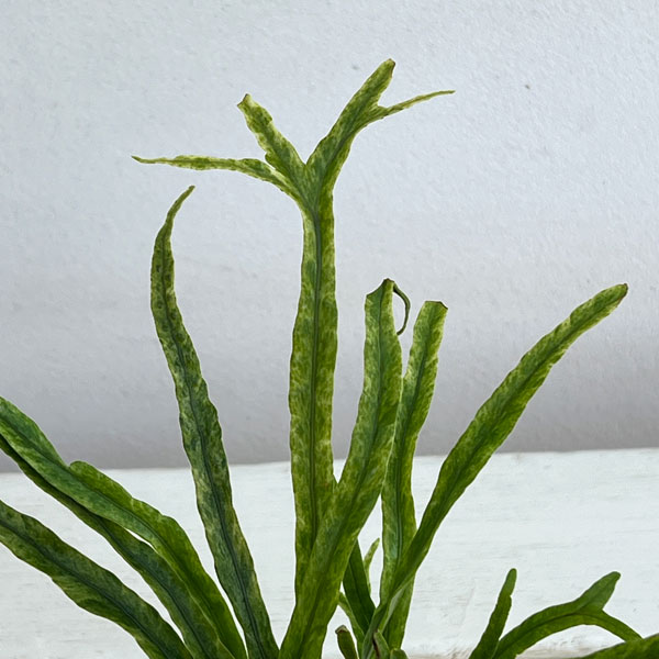 シダ：ノキシノブ　彗星　3号ポット