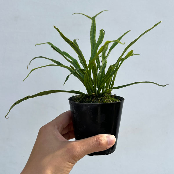 シダ：ノキシノブ　彗星　3号ポット