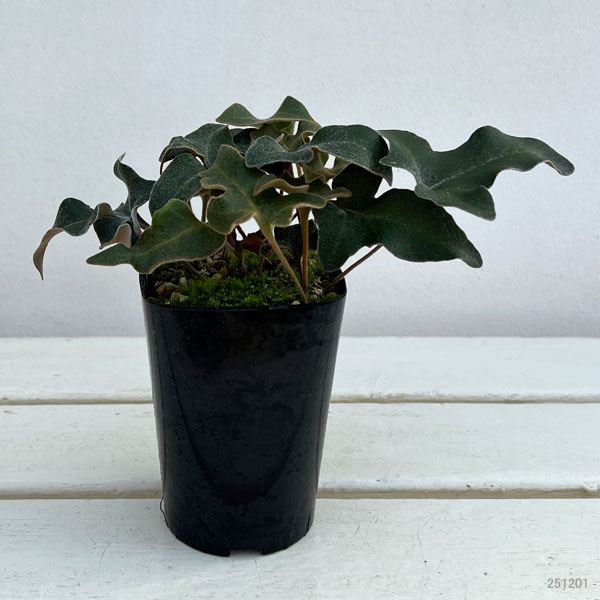 シダ:イワオモダカ 三笠山3.5号ポット