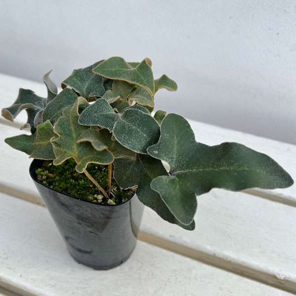 シダ:イワオモダカ 三笠山3.5号ポット