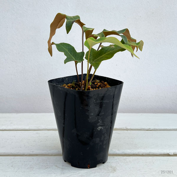 シダ：イワオモダカ 斑入り3.5号ポット