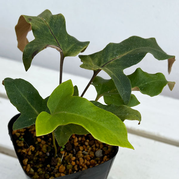 シダ：イワオモダカ 斑入り3.5号ポット