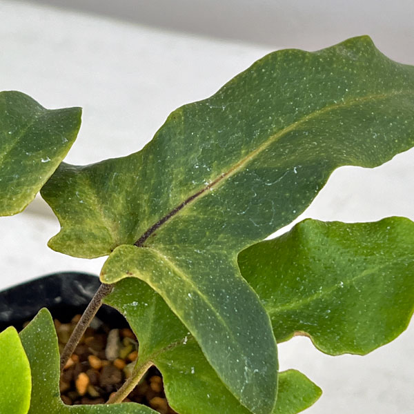 シダ：イワオモダカ 斑入り3.5号ポット