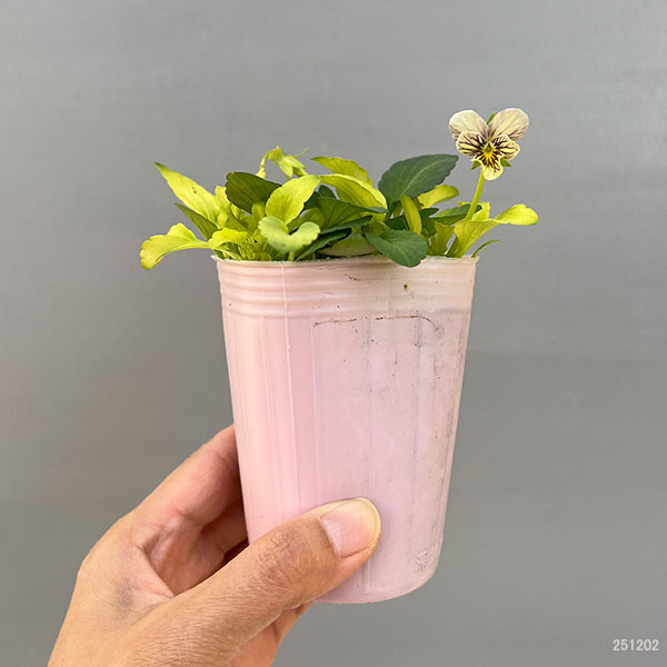 ビオラ：みつばちの羽音　ピンクビーバリエガータ（仮称）2.5-3号ポット