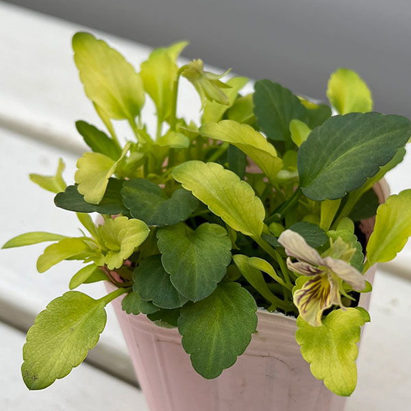 ビオラ：みつばちの羽音　ピンクビーバリエガータ（仮称）2.5-3号ポット