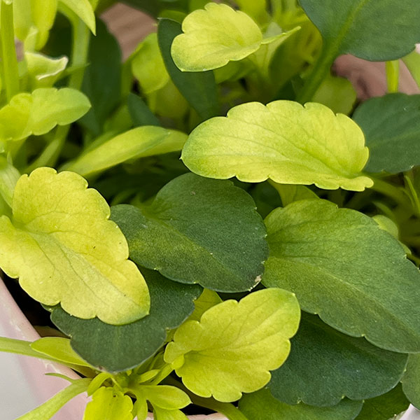 ビオラ：みつばちの羽音　ピンクビーバリエガータ（仮称）2.5-3号ポット