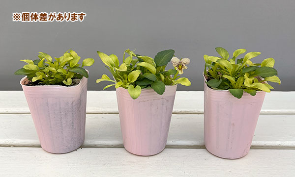 ビオラ：みつばちの羽音　ピンクビーバリエガータ（仮称）2.5-3号ポット