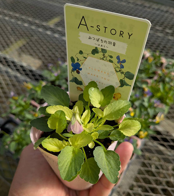 ビオラ：みつばちの羽音　ピンクビーバリエガータ（仮称）2.5-3号ポット