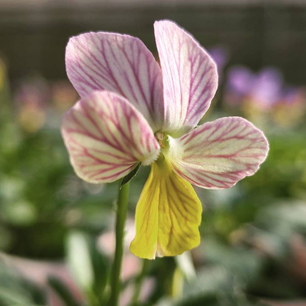 ビオラ：みつばちの羽音　ピンクビーバリエガータ（仮称）2.5-3号ポット