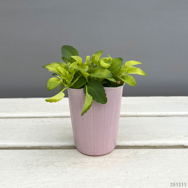 ビオラ：みつばちの羽音　ピンクビーバリエガータ（仮称）2.5-3号ポット