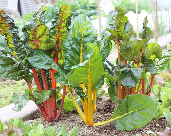 スイスチャード：トリプル（西洋ふだん草）[3～10月まき　野菜タネ]