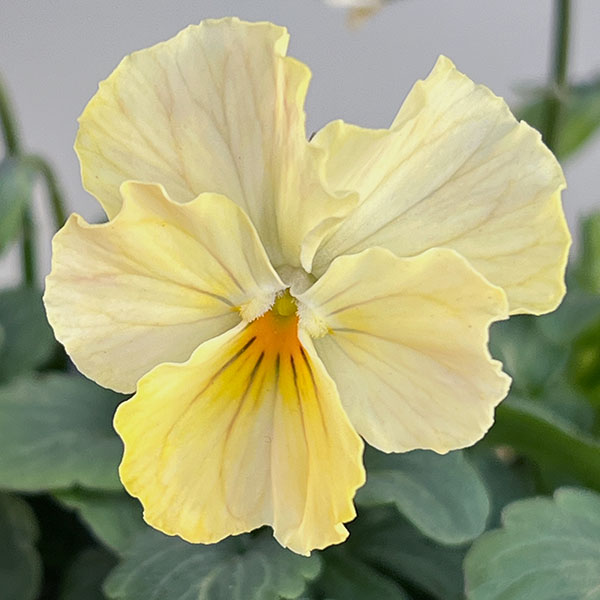 【お1人様1ポット】ビオラ：ときめきビオラ　ビリビリ3.5号ポット