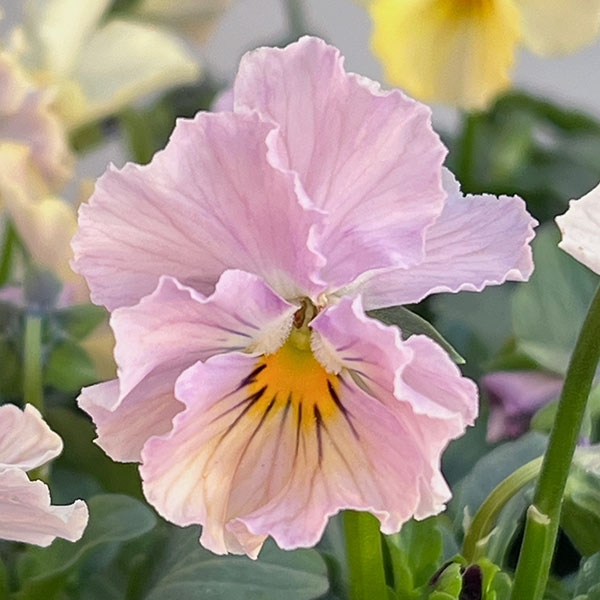 【お1人様1ポット】ビオラ：ときめきビオラ　ビリビリ3.5号ポット