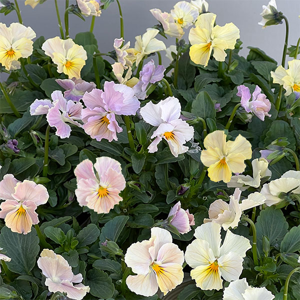 【お1人様1ポット】ビオラ：ときめきビオラ　ビリビリ3.5号ポット