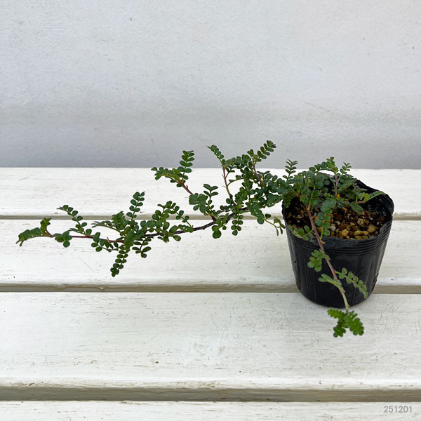 イソザンショウ2.5号ポット