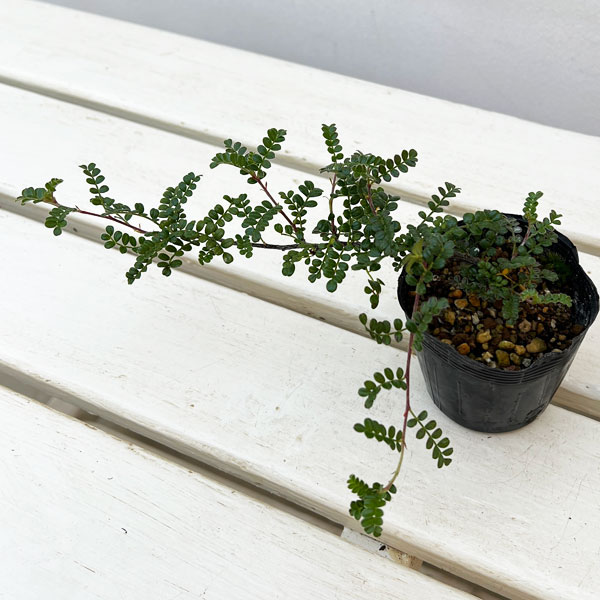 イソザンショウ2.5号ポット