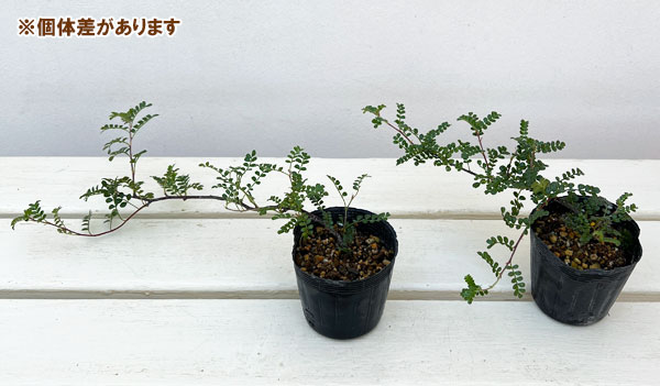 イソザンショウ2.5号ポット