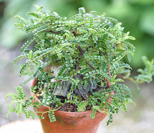 イソザンショウ2.5号ポット