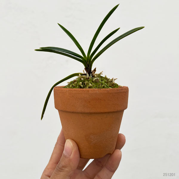 富貴蘭：花物アソート（色花～奇花系銘品見計らい）2.5号素焼き鉢植え