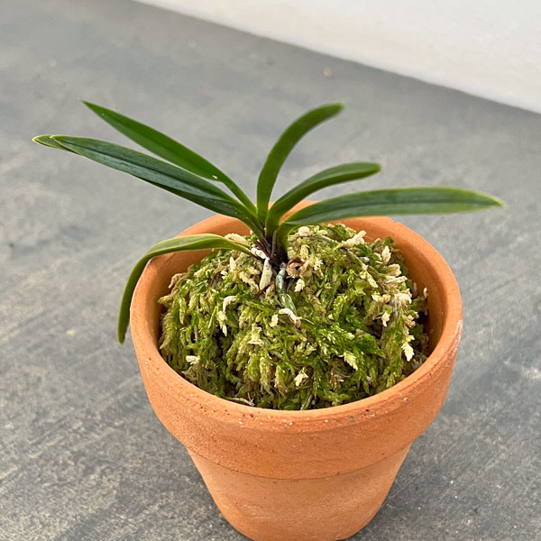 富貴蘭：花物アソート（色花～奇花系銘品見計らい）2.5号素焼き鉢植え