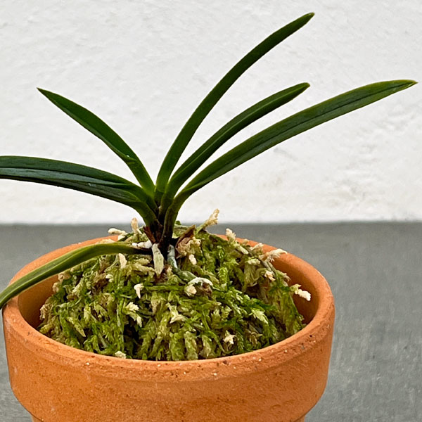 富貴蘭：花物アソート（色花～奇花系銘品見計らい）2.5号素焼き鉢植え