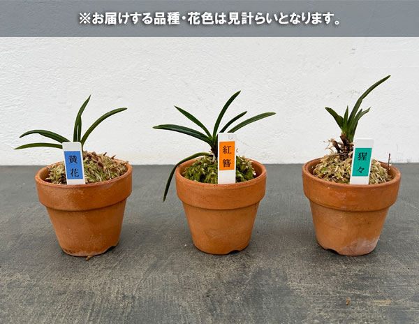 富貴蘭：花物アソート（色花～奇花系銘品見計らい）2.5号素焼き鉢植え