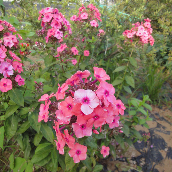 フロックス:テキーラサンライズ3.5号ポット