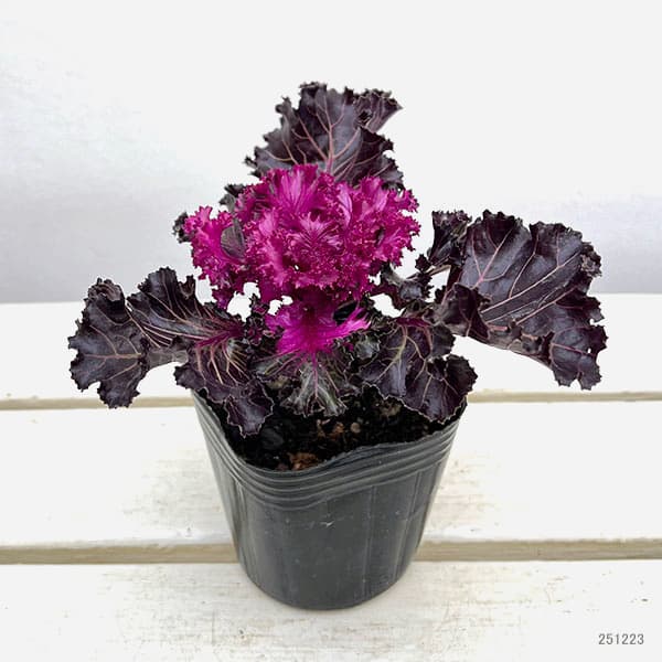 ハボタン（葉牡丹）：プラチナケール  クリスタル レッド3号ポット