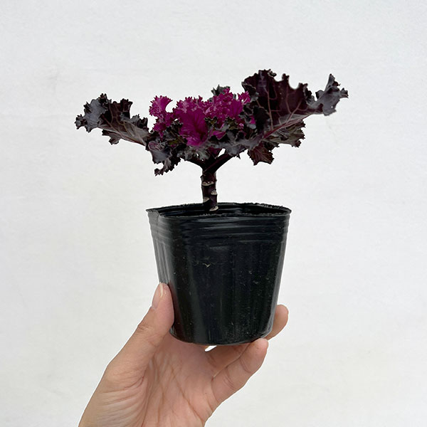 ハボタン（葉牡丹）：プラチナケール  クリスタル レッド3号ポット