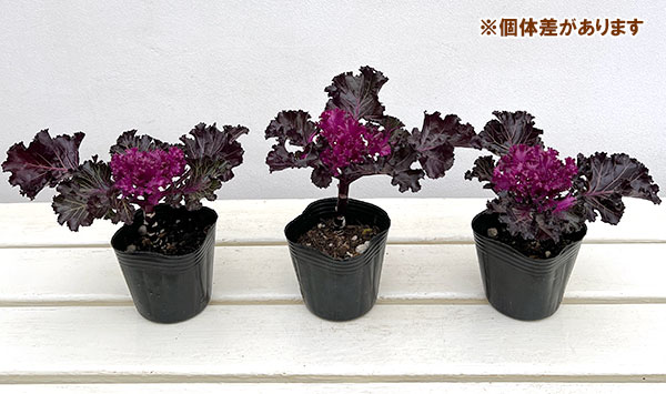 ハボタン（葉牡丹）：プラチナケール  クリスタル レッド3号ポット