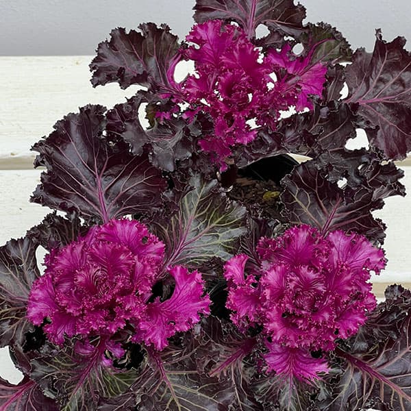 ハボタン（葉牡丹）：プラチナケール  クリスタル レッド3号ポット