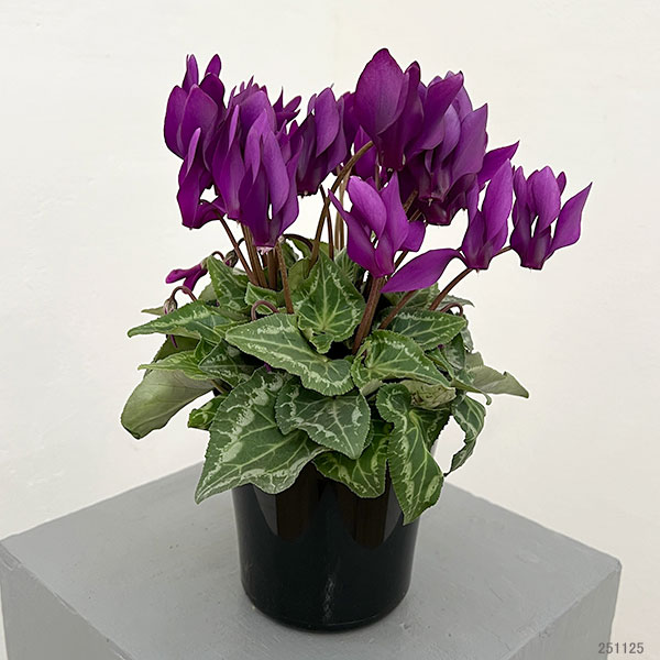 シクラメン:江戸の青4号ポット