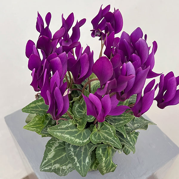 シクラメン:江戸の青4号ポット