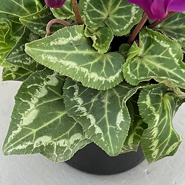 シクラメン:江戸の青4号ポット