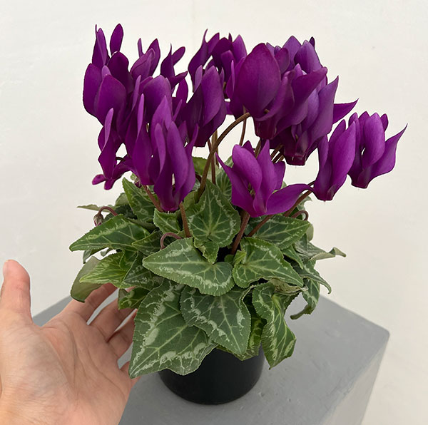 シクラメン:江戸の青4号ポット