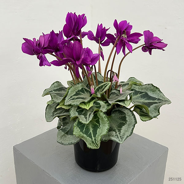 シクラメン:ブルー八重咲き4号鉢