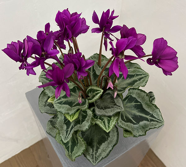 シクラメン:ブルー八重咲き4号鉢