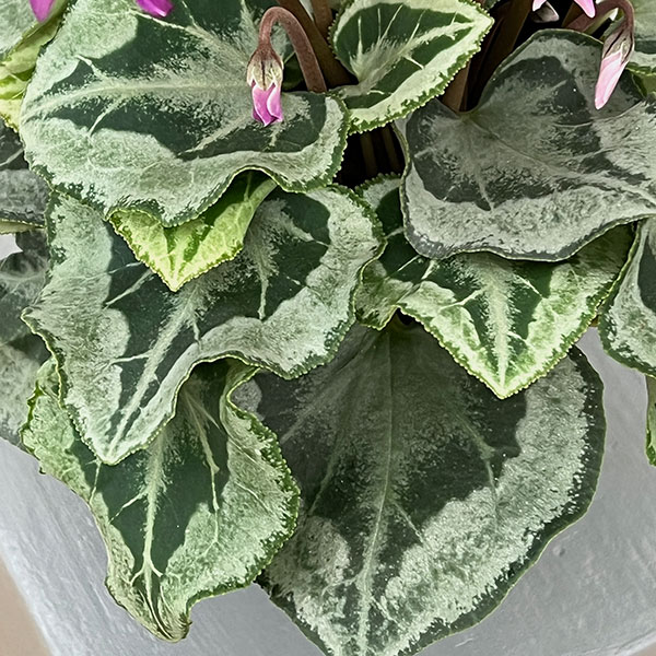 シクラメン:ブルー八重咲き4号鉢