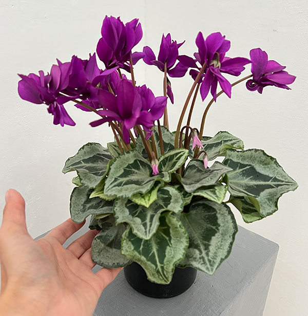 シクラメン:ブルー八重咲き4号鉢