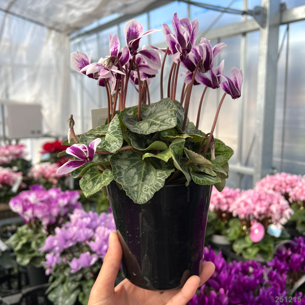 シクラメン：胡蝶4号鉢