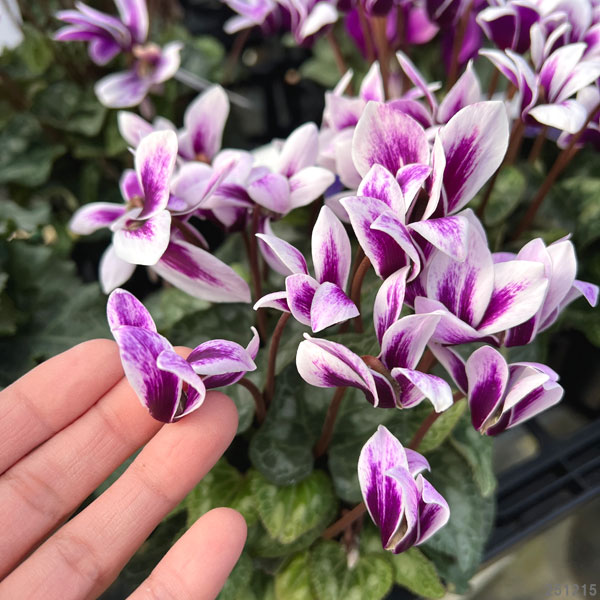 シクラメン：胡蝶4号鉢