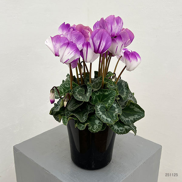 シクラメン:かんざし4号鉢