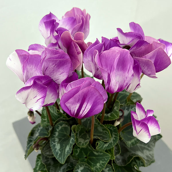 シクラメン:かんざし4号鉢