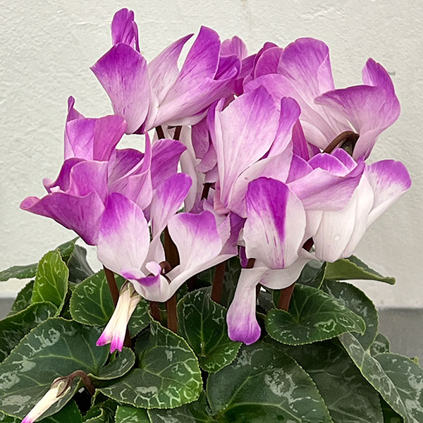 シクラメン:かんざし4号鉢