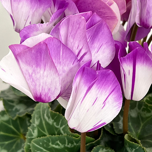 シクラメン:かんざし4号鉢