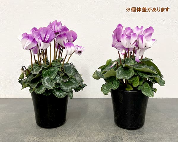 シクラメン:かんざし4号鉢