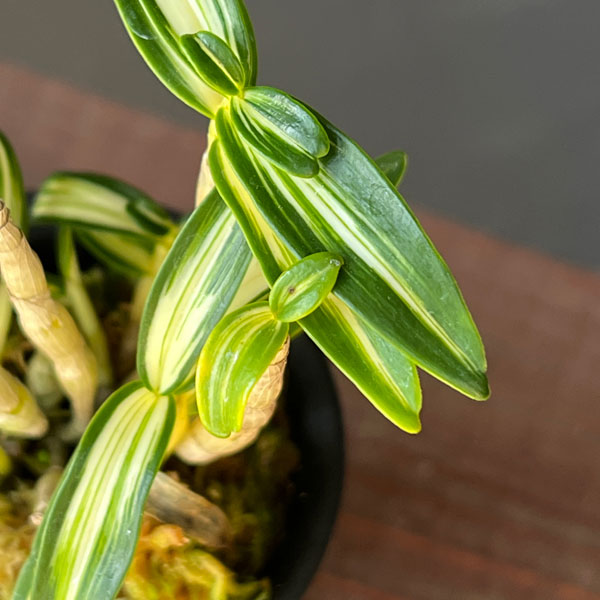 チョウセイラン（長生蘭）：銀河2.5号ポット